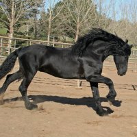 Friesian