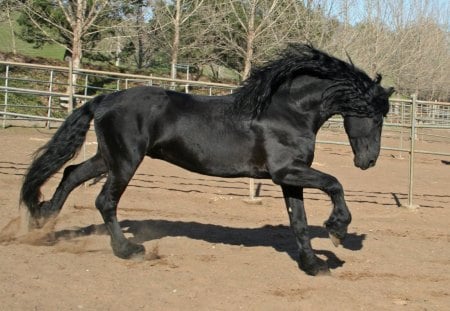 Friesian - horses, dutch, friesian, netherlands, animals