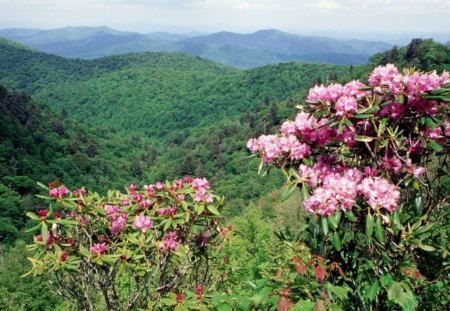 Blue ridge parkway - forests, nature