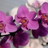 Orchids in line