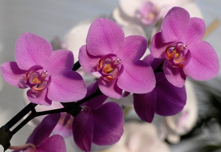 Orchids in line