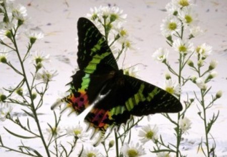 butterfly - butterfly, beautiful