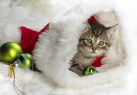 SANTHA'S LITTLE HELPER - santa, helper, little, kitten