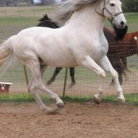 Running Along with the Wind