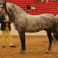 Grey Dappled Andalusian