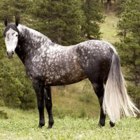 Grey Dappled Andalusian