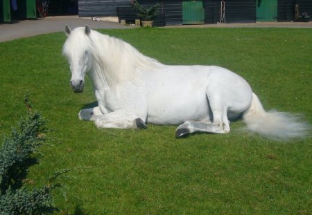 Having a Nap - horses, animals, spanish stallion, white horse, andalusian stallion