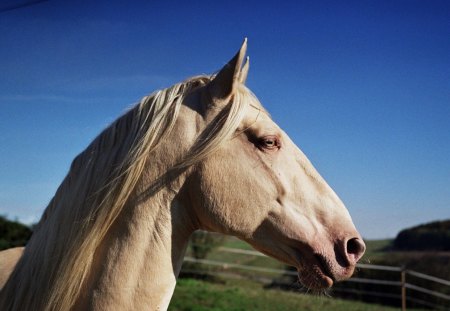 Palomino Andy Close up - horses, spanish stallion, animals, palomino, green eyes, andalusian stallion, eyes, green