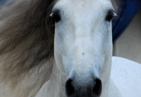 Andy Gaze - grey horse, gaze, horses, spain, spanish stallion, eyes, andalusian stallion, animals