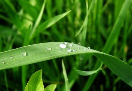 green-grass - nature, world