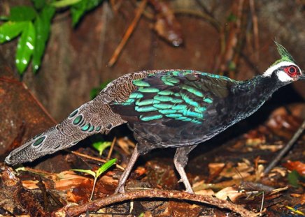 palawan_peacock - palawan, peacock