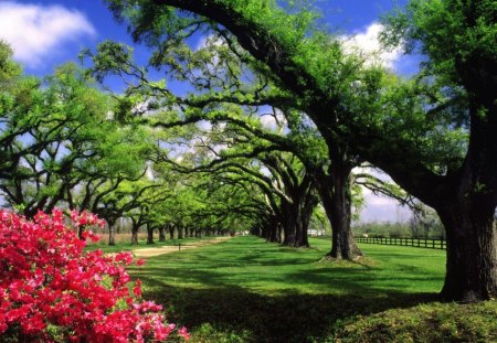 Boone hall plantation - forests, nature