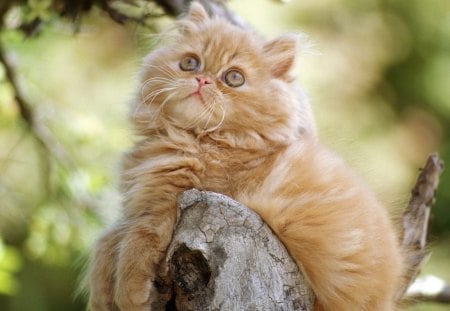 Orange persian kitten - cats, brown, animal, cute, kitties, cat, tree