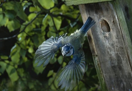 Blue Jay starting out of his Birdhouse  - starting bird, tree, blue jay, birdhouse, blue bird