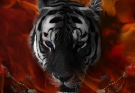 Eye of the Tiger - colours, flames, tiger, rose