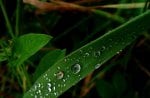 Drops On Leaf