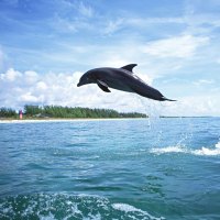 jumping dolphin