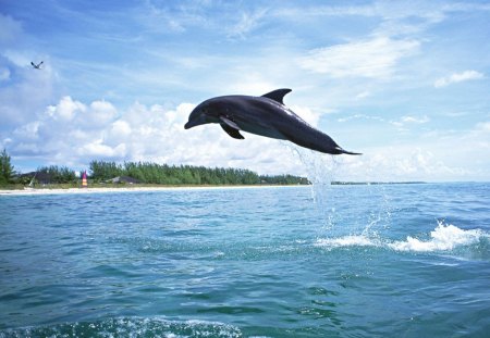 jumping dolphin - freedom, jumping dolphin