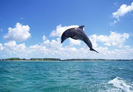 dolphin fly free - dolphin, dolphin fly free