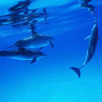 pod of dolphins