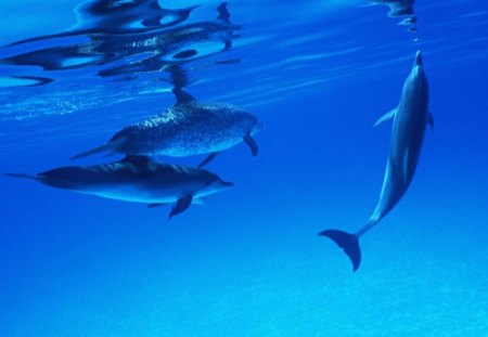 pod of dolphins - family pod, pod of dolphins