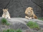 Leo and Lioness