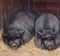 Two Pigs