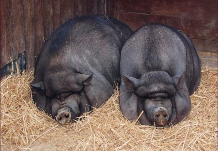 Two Pigs - pig, pigs, farmer, farm, animals, steak