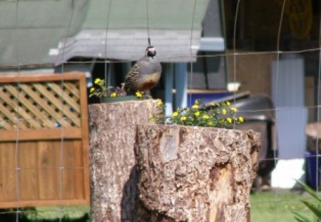 Quail - papa, cute topknot, lookout