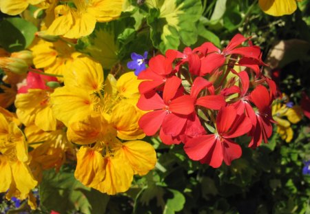 My flowers on the Acres - red, geranium, flowers, photography, yellow, green