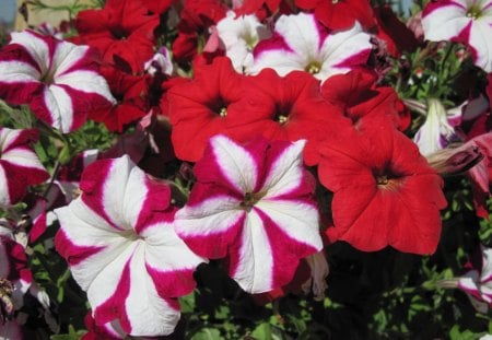 Red and white Petunias on my Acres - white, Flowers, red, green, photography, petunias