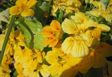 Yellow flowers on my Acres - yellow, photography, red, green, flowers