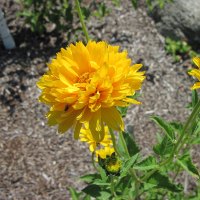 A Yellow Flowers on my Acres