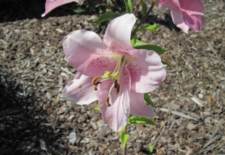 Pink Lily on my Acres - Flowers, Green, Lily, Pink, Photography