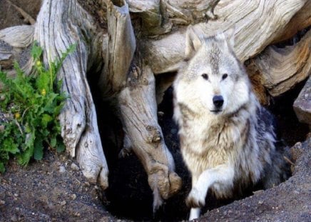 Hide And Seek - dogs, nature, wolf, animals