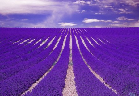 Amazing Lavender Field - flowers, clouds, nature, lavender, purple, field, sky