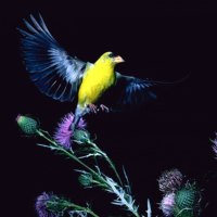 Bird at Night