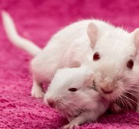White female rat