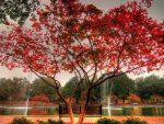 beautiful red tree by a pond in the park hdr