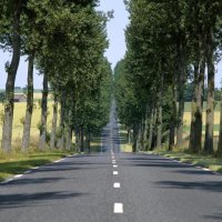 straight road lined by trees