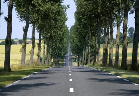 straight road lined by trees - fields, farm, trees, road