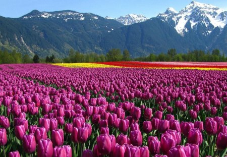 wondrous tulip fields by a mountain range - flowers, mountains, fields, snow