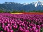 wondrous tulip fields by a mountain range