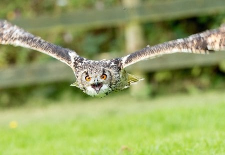 owl - owl, grass, birds, fly