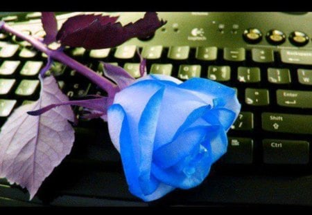 Blue Rose - pretty, blue roses, purple stems, leaves, keyboard