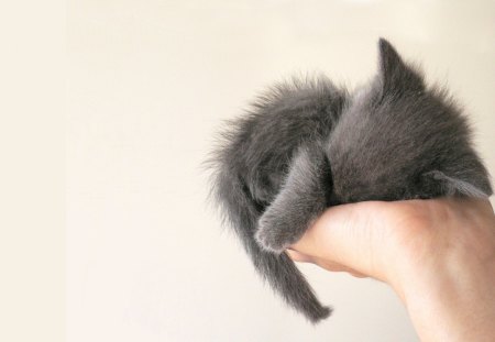 hand kitten - cats, hand, animal, kitten