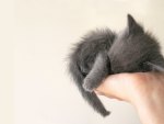 hand kitten