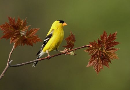 *** Yellow bird on a twig *** - twig, animal, animals, bird, yellow, birds