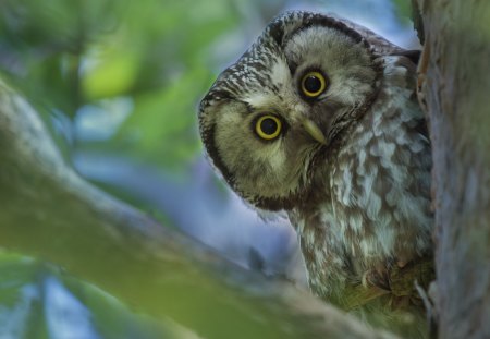 *** Owl *** - animal, animals, bird, owl, birds