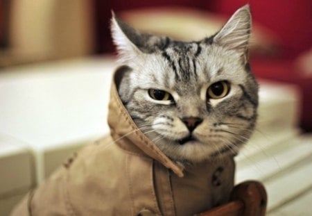 A cat in a coat - cat, feline, funny, coat, cute